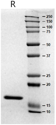 3、SDS-PAGE.jpg